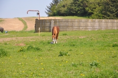 dsc_0009