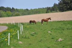 dsc_0034