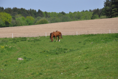 dsc_0036