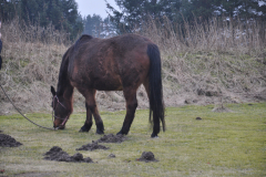 130306-dsc_0040