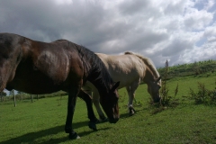 billede0461